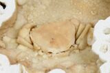 Fossil Crab (Potamon) Preserved in Travertine - Turkey #121376-1